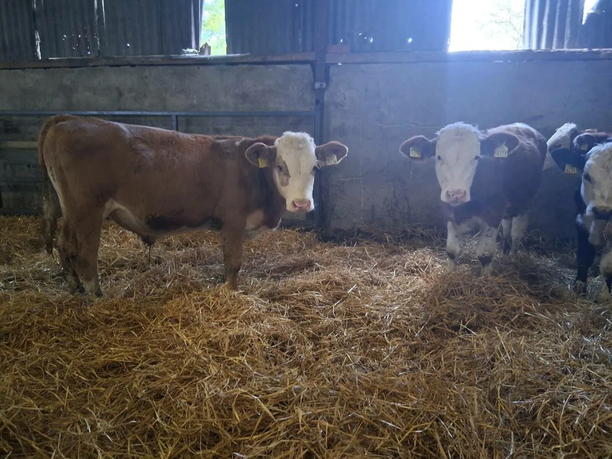 10 Bull Weanlings - Image 3
