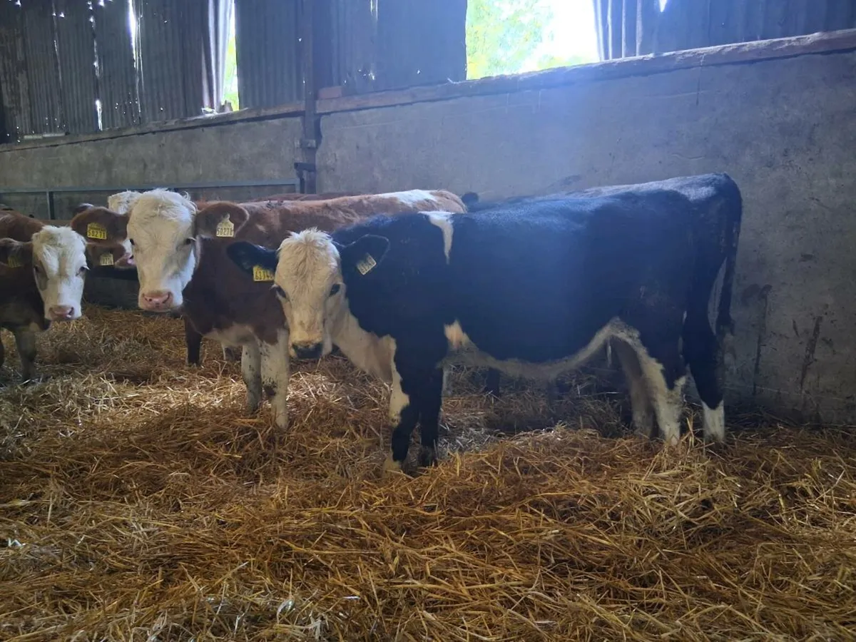 10 Bull Weanlings - Image 4