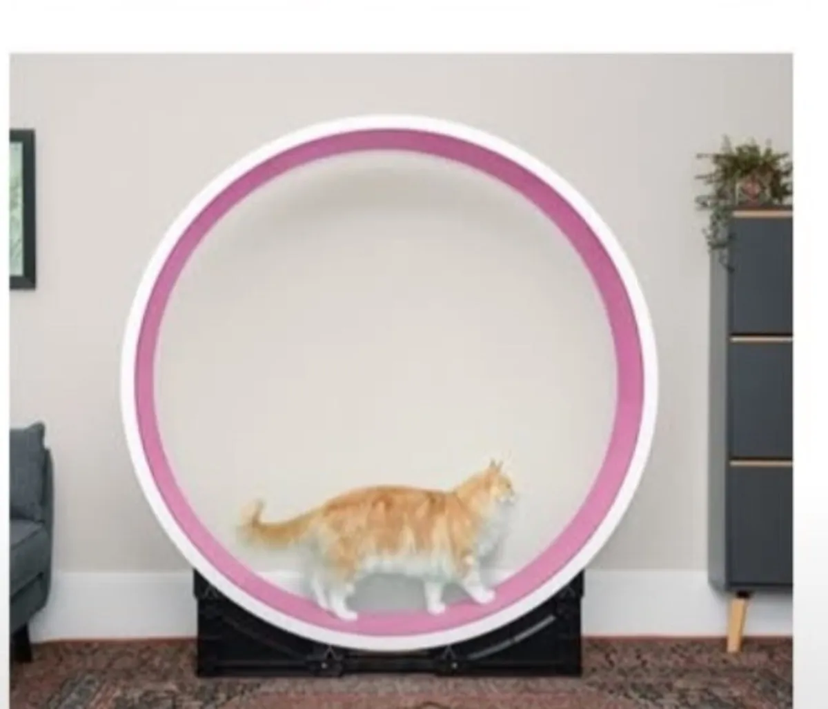 Cat wheel - Image 1