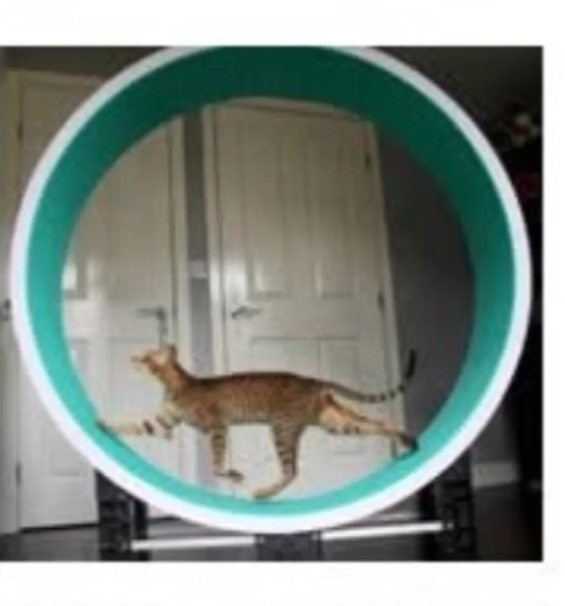 Cat wheel - Image 2