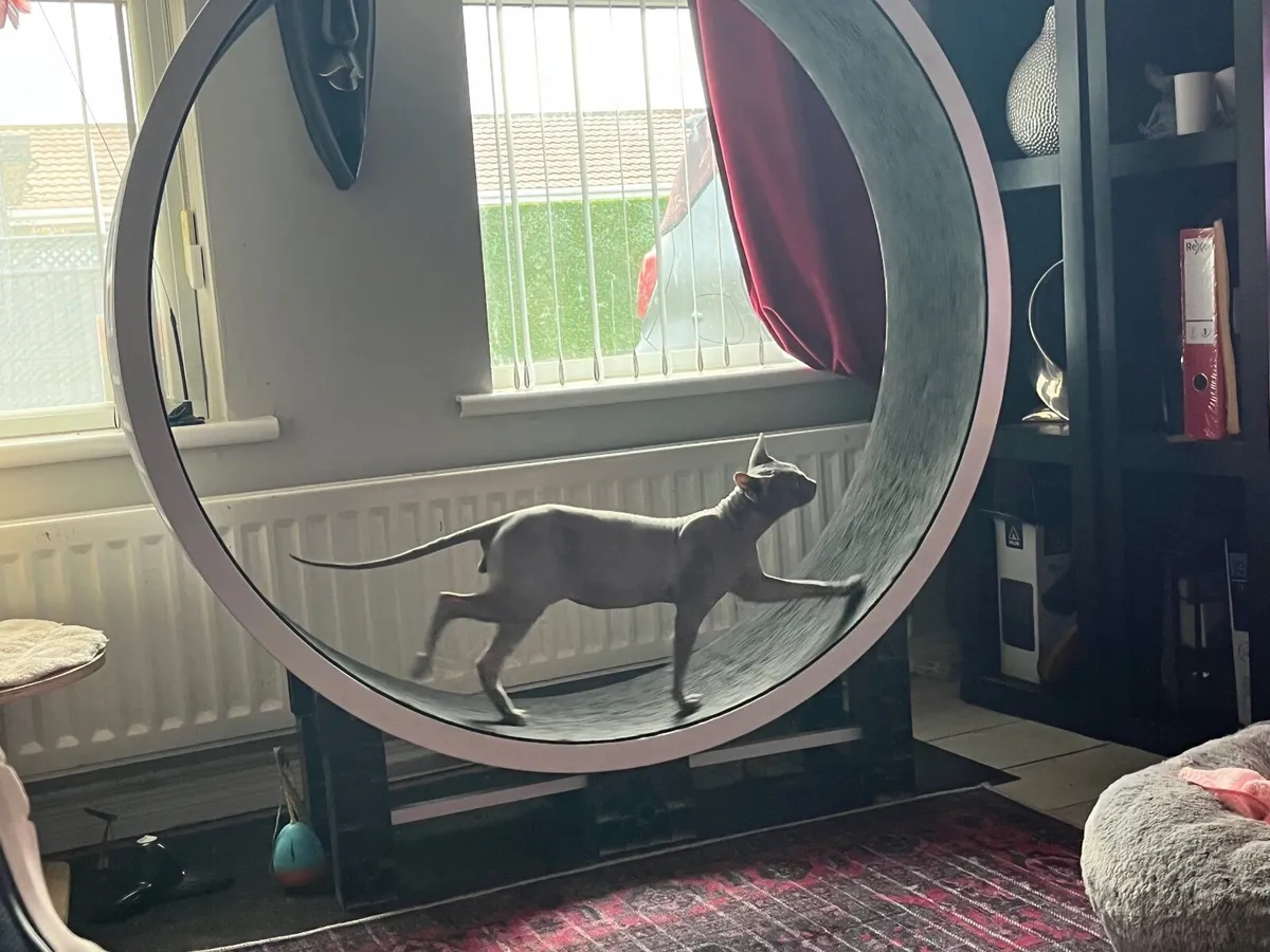 Cat wheel - Image 3