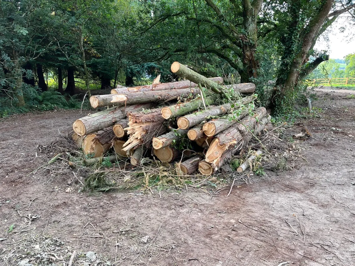 Fire wood - Image 2