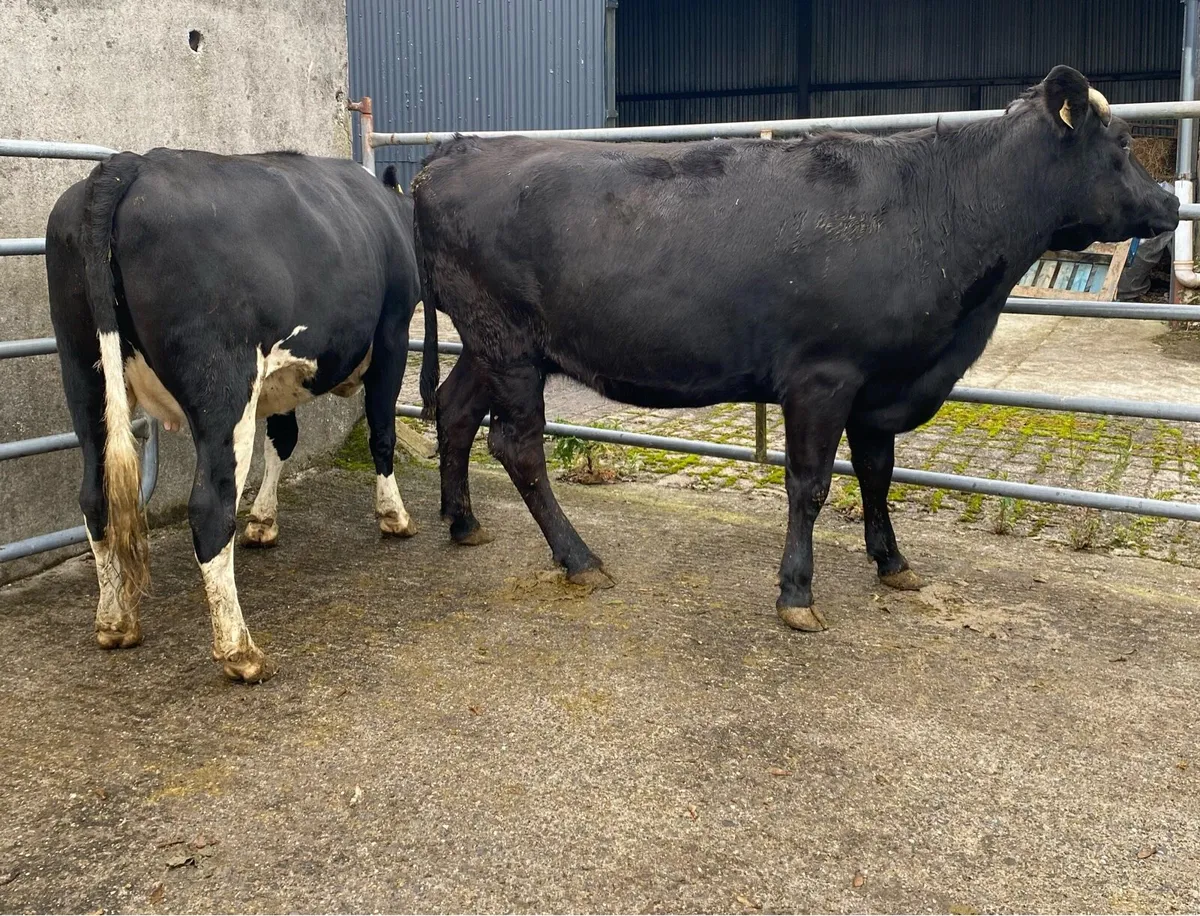Two Angus Springers - Image 1