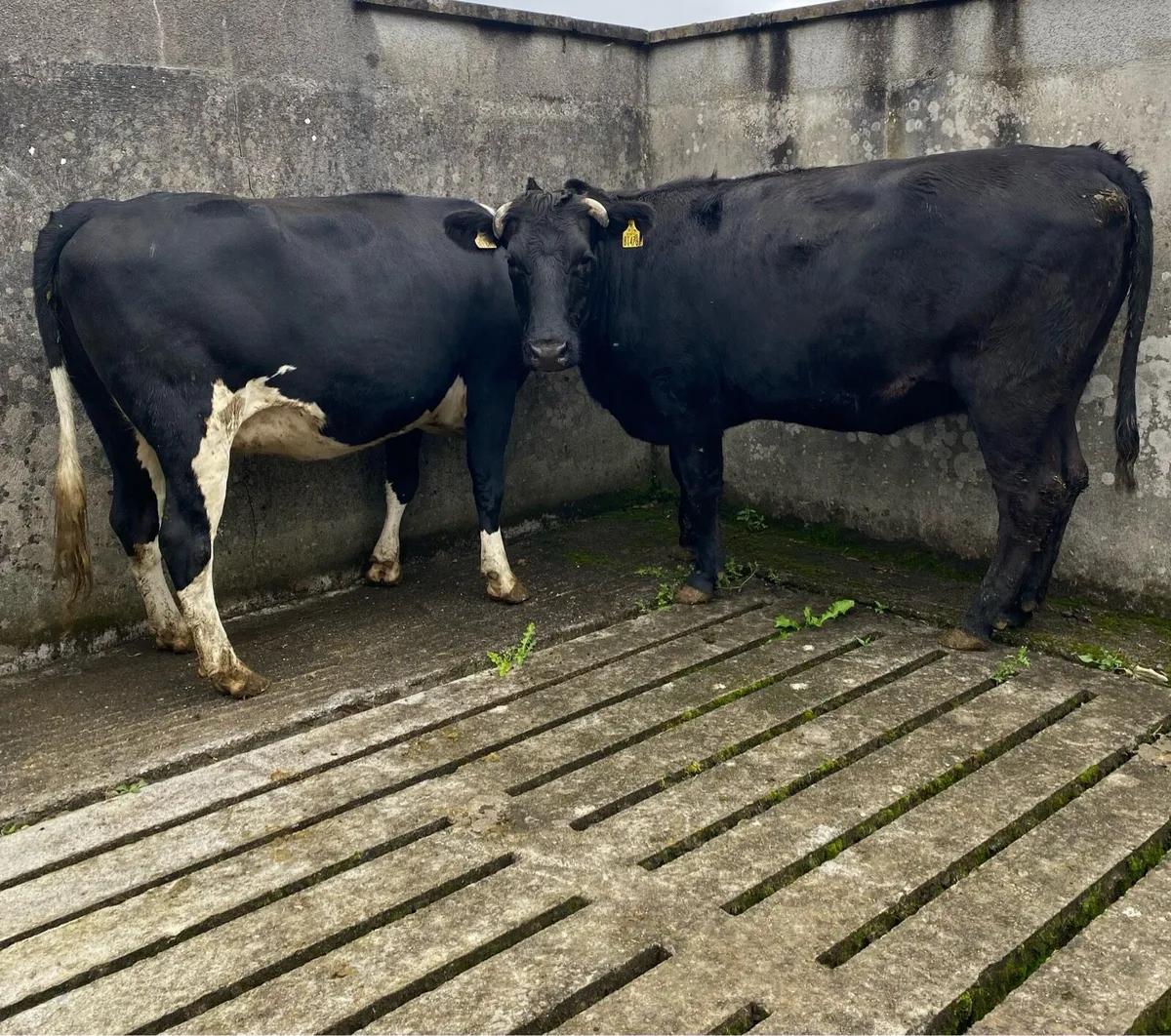 Two Angus Springers - Image 2