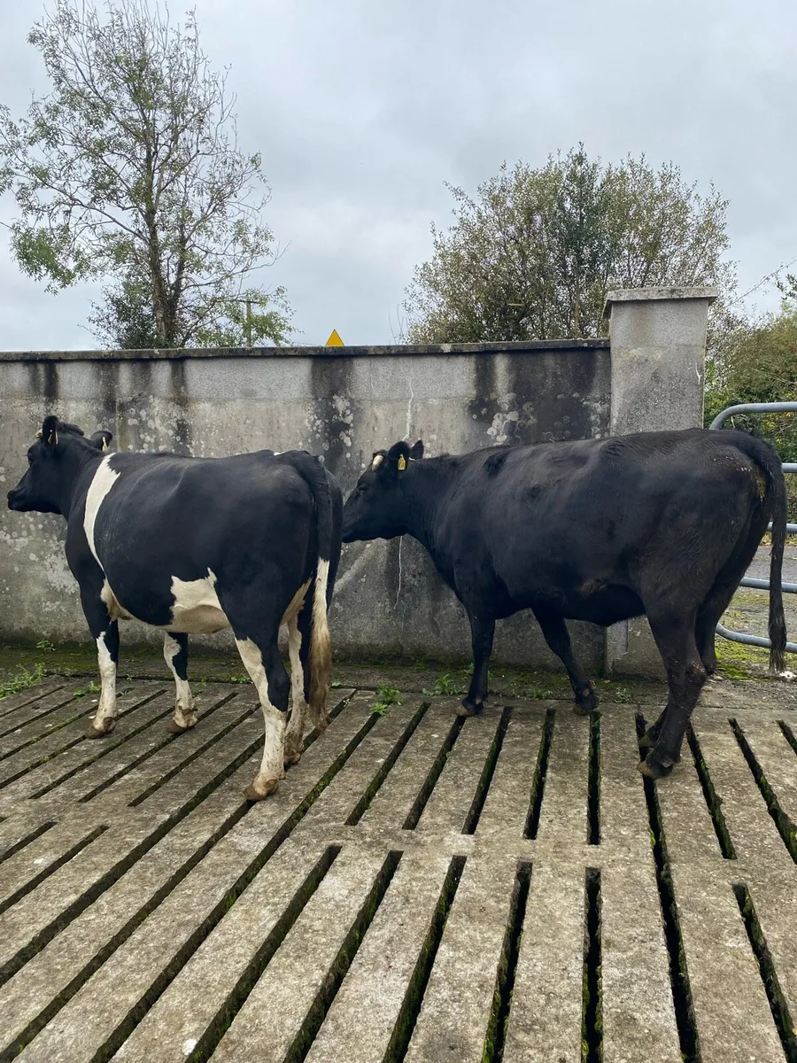 Two Angus Springers - Image 3