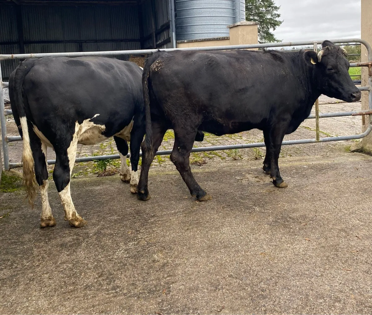 Two Angus Springers - Image 4