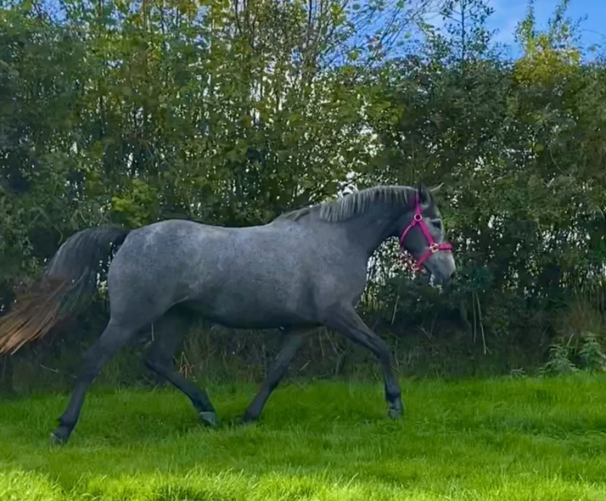 3yr old Irish Sports Horse Filly - Image 1