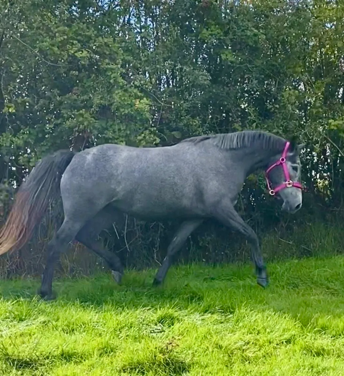 3yr old Irish Sports Horse Filly - Image 2
