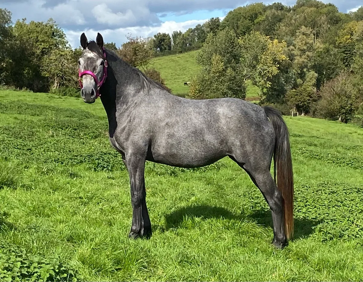 3yr old Irish Sports Horse Filly - Image 3