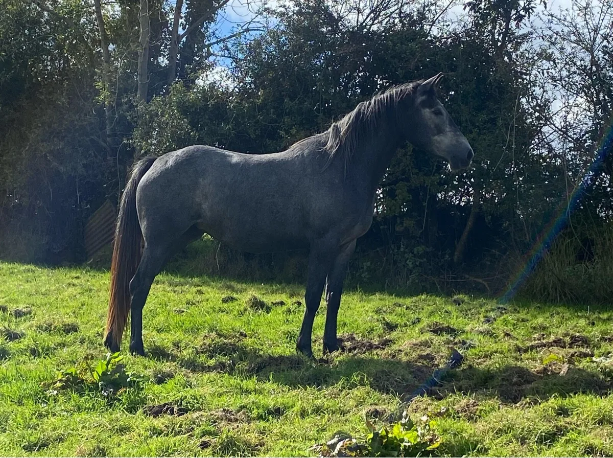 3yr old Irish Sports Horse Filly - Image 4