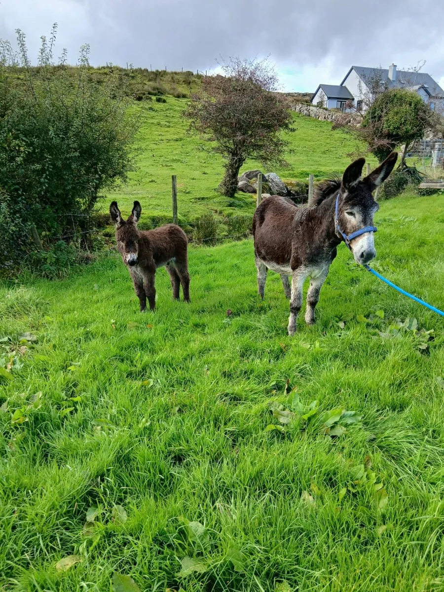 Mare Donkey - Image 1