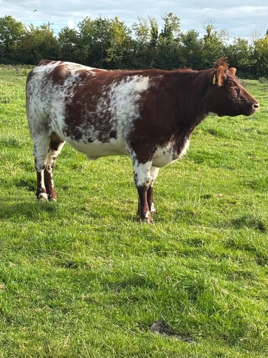 Shorthorn incalf heifer. - Image 2