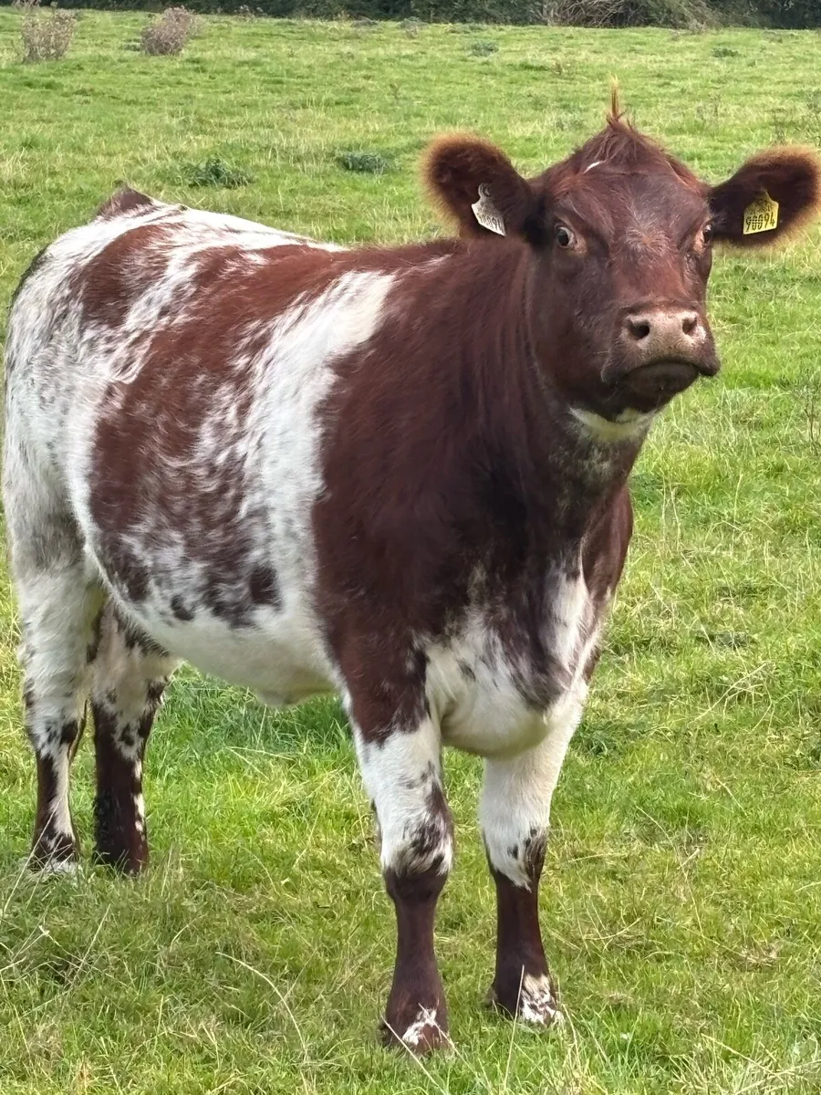 Shorthorn incalf heifer. - Image 3