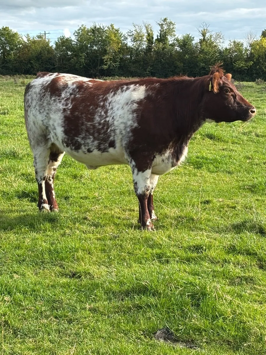 Shorthorn incalf heifer. - Image 1