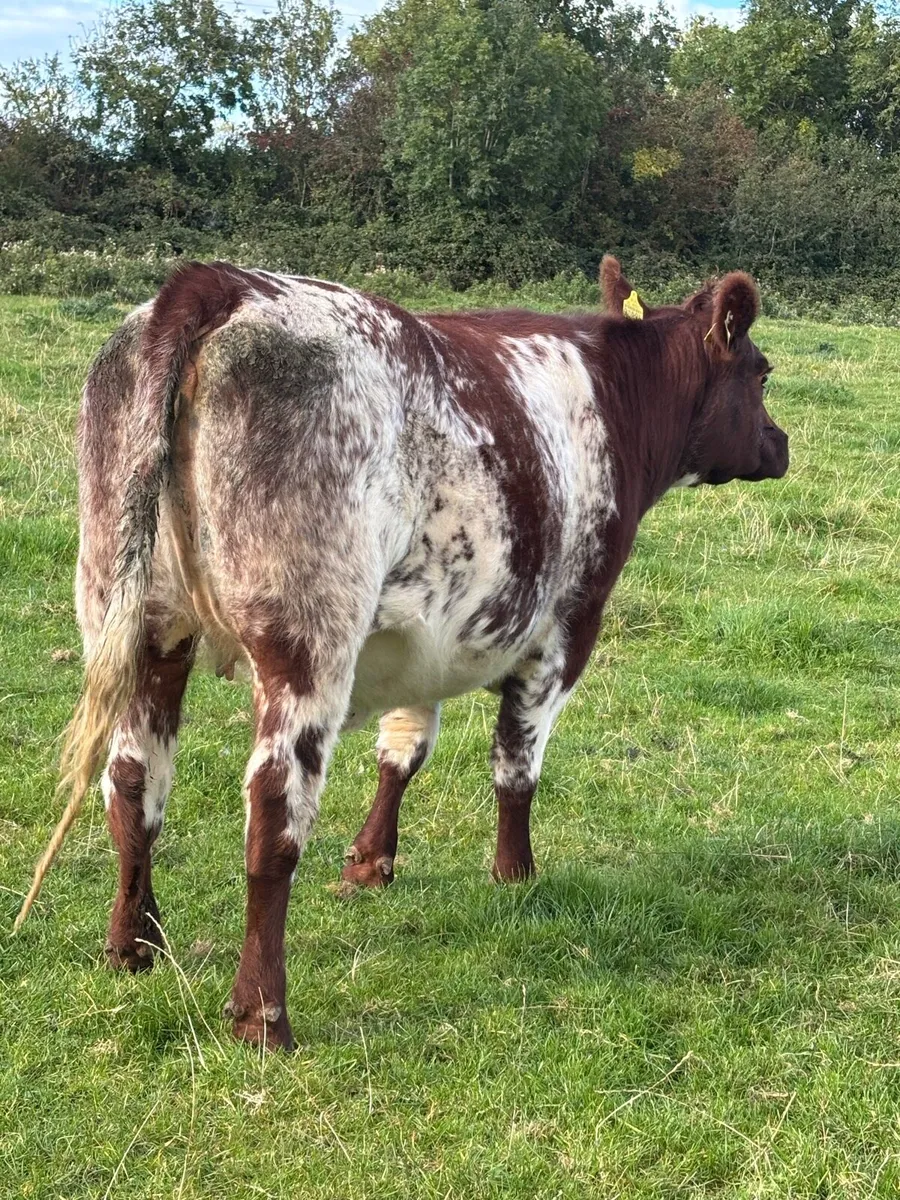 Shorthorn incalf heifer. - Image 4
