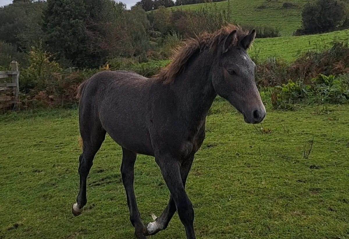 Colt foals - Image 1