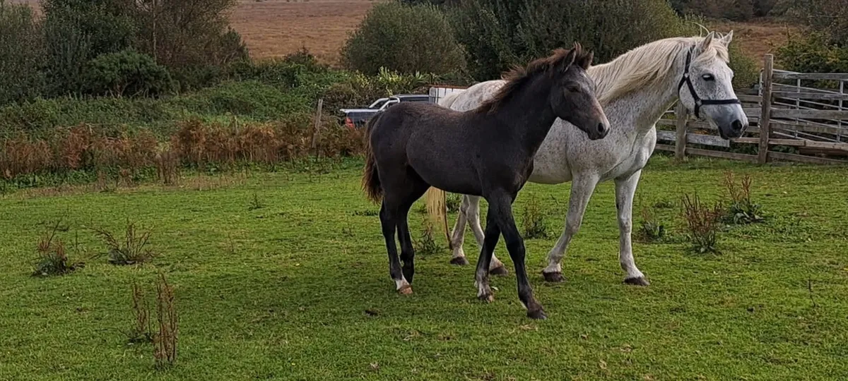 Colt foals - Image 3