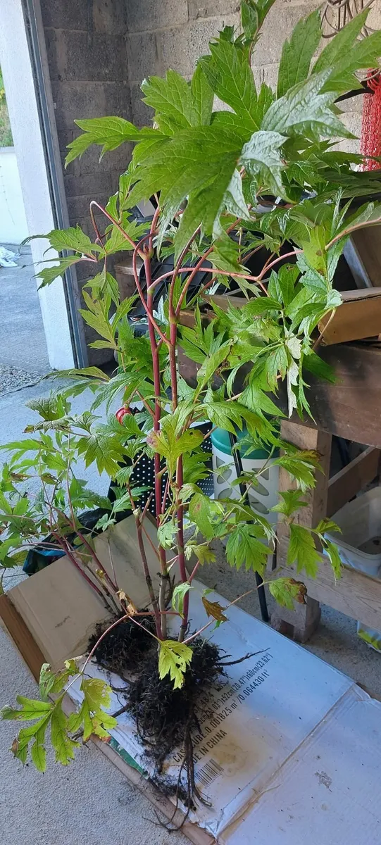 FREE PLANTS