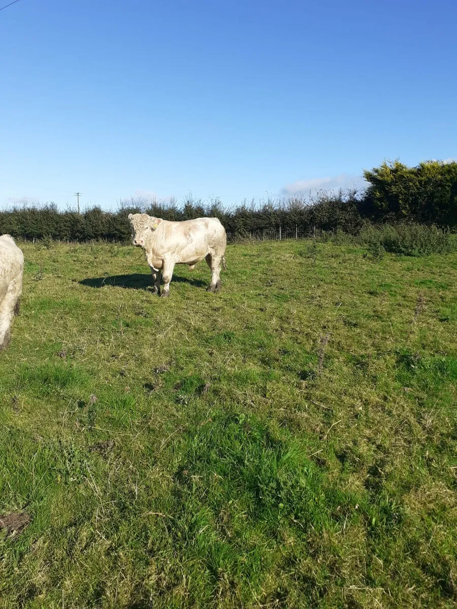 PBR Charolais Bull - Image 1