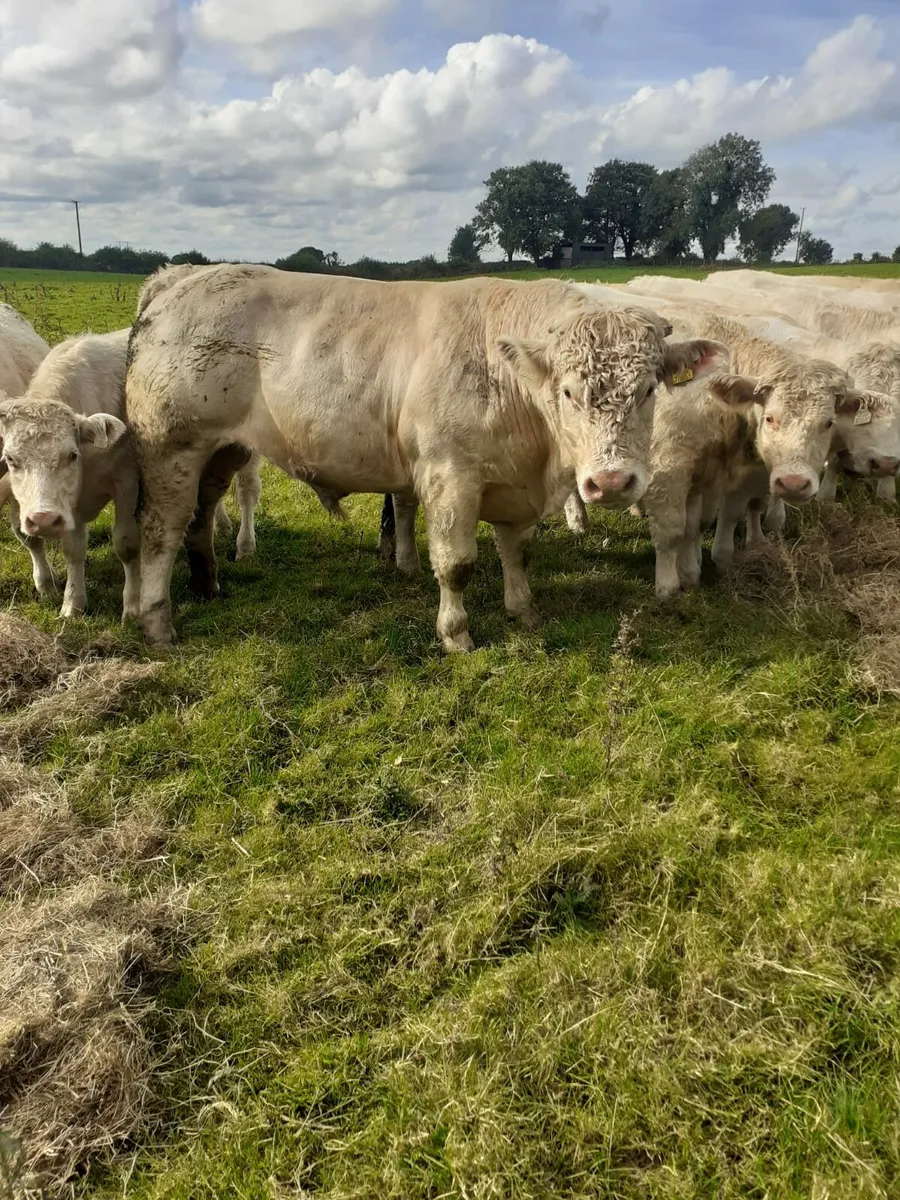 PBR Charolais Bull - Image 2