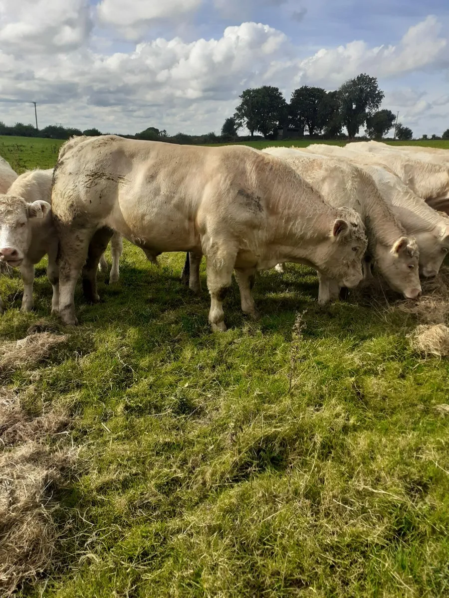 PBR Charolais Bull - Image 3