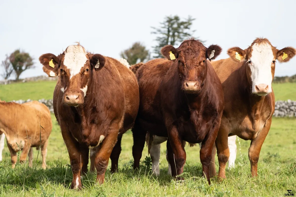 Springer Sale | Headford Mart | 44 In Calf Heifers - Image 1