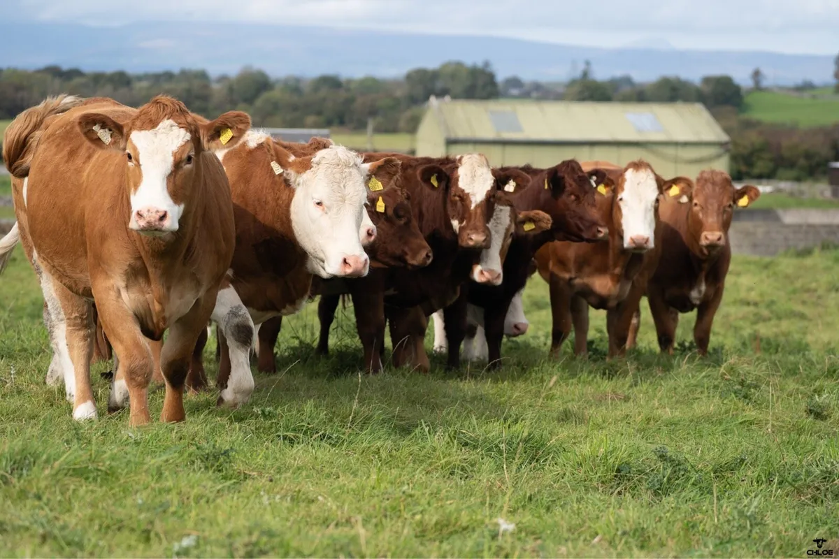 Springer Sale | Headford Mart | 44 In Calf Heifers - Image 2
