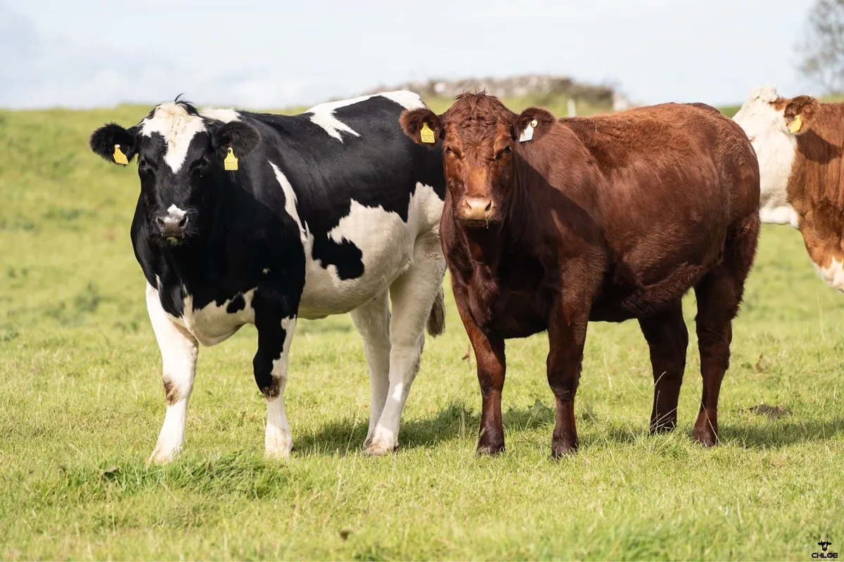 Springer Sale | Headford Mart | 44 In Calf Heifers - Image 3
