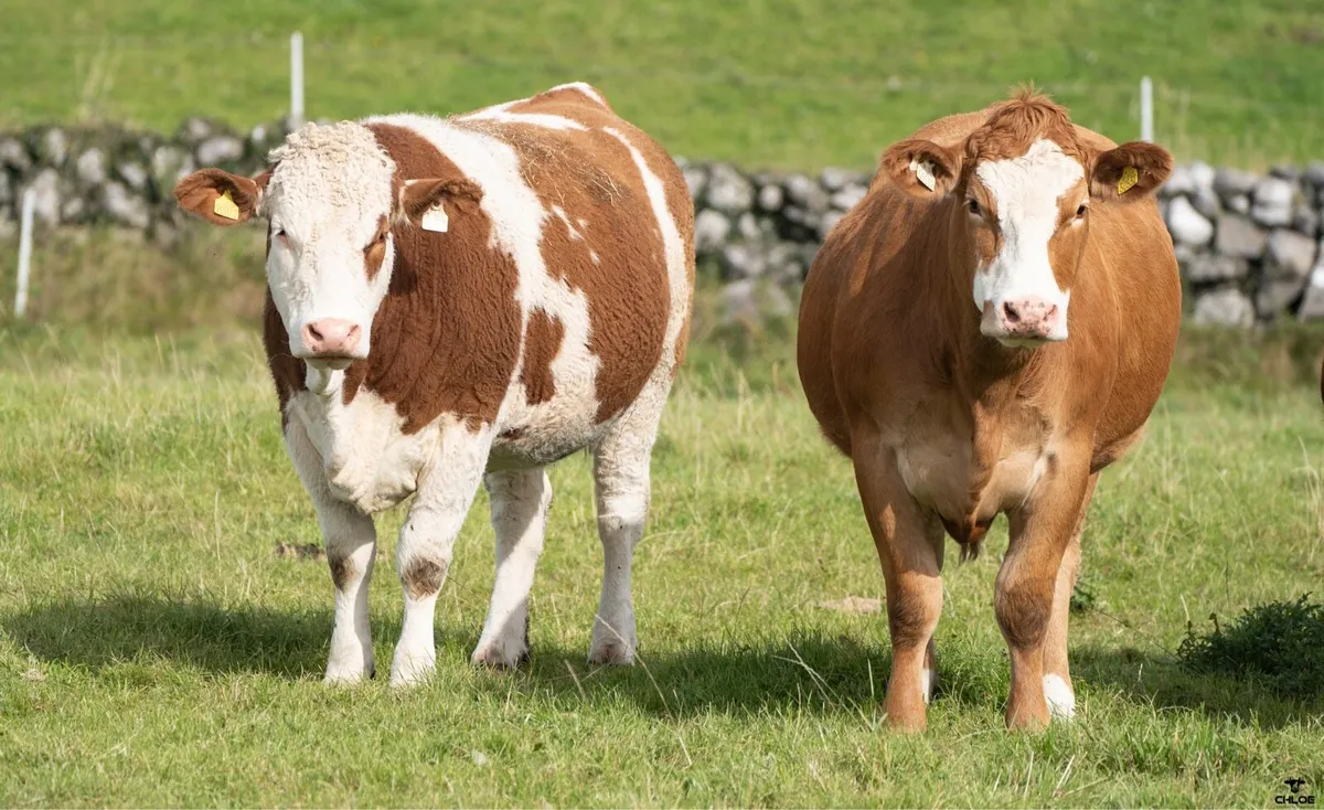 Springer Sale | Headford Mart | 44 In Calf Heifers - Image 4