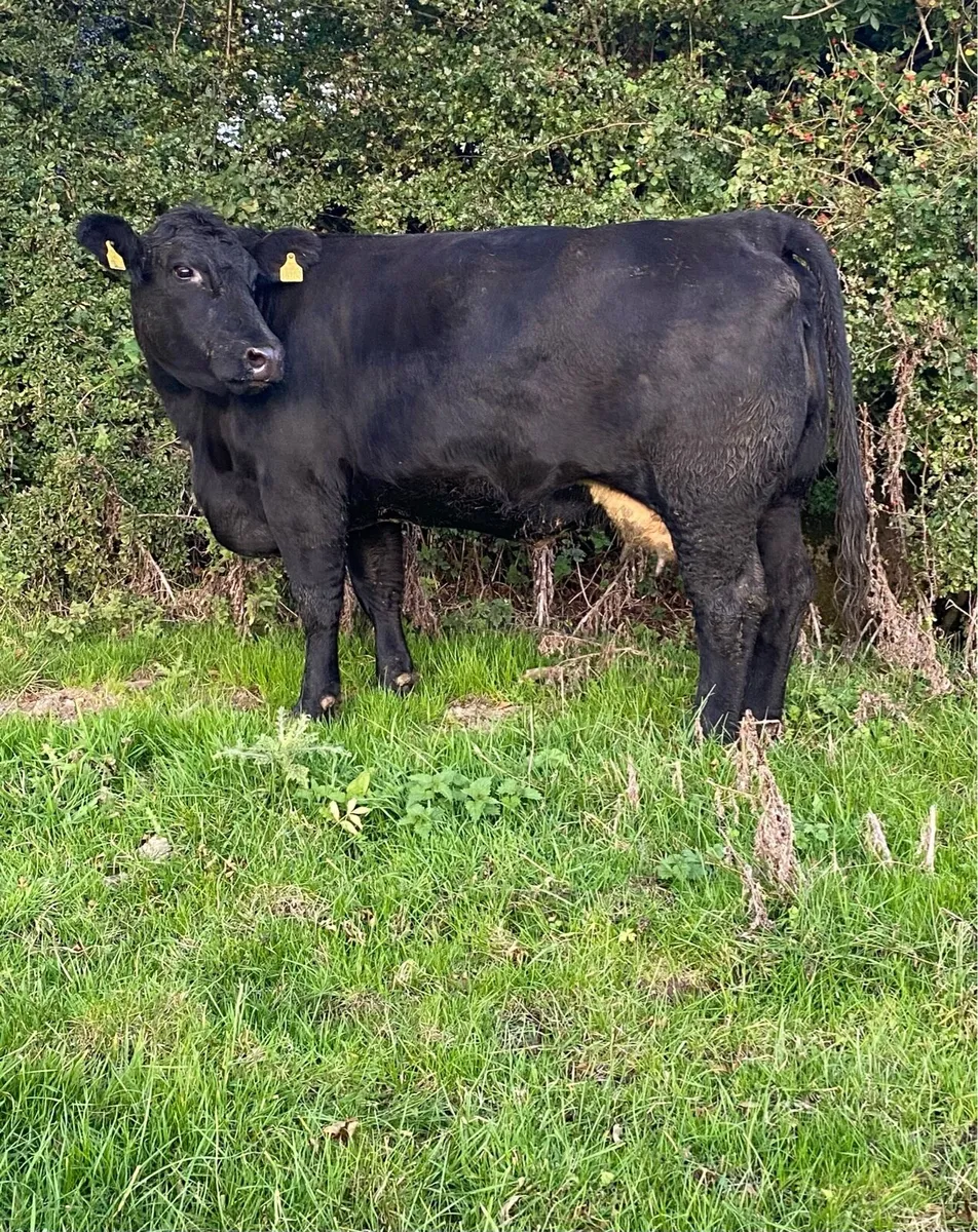 ⭐️Smashing Second Calving Cow⭐️ - Image 1