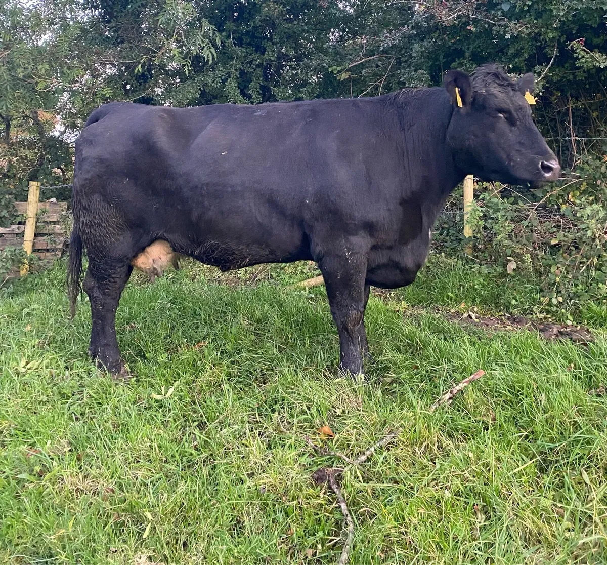 ⭐️Smashing Second Calving Cow⭐️ - Image 2