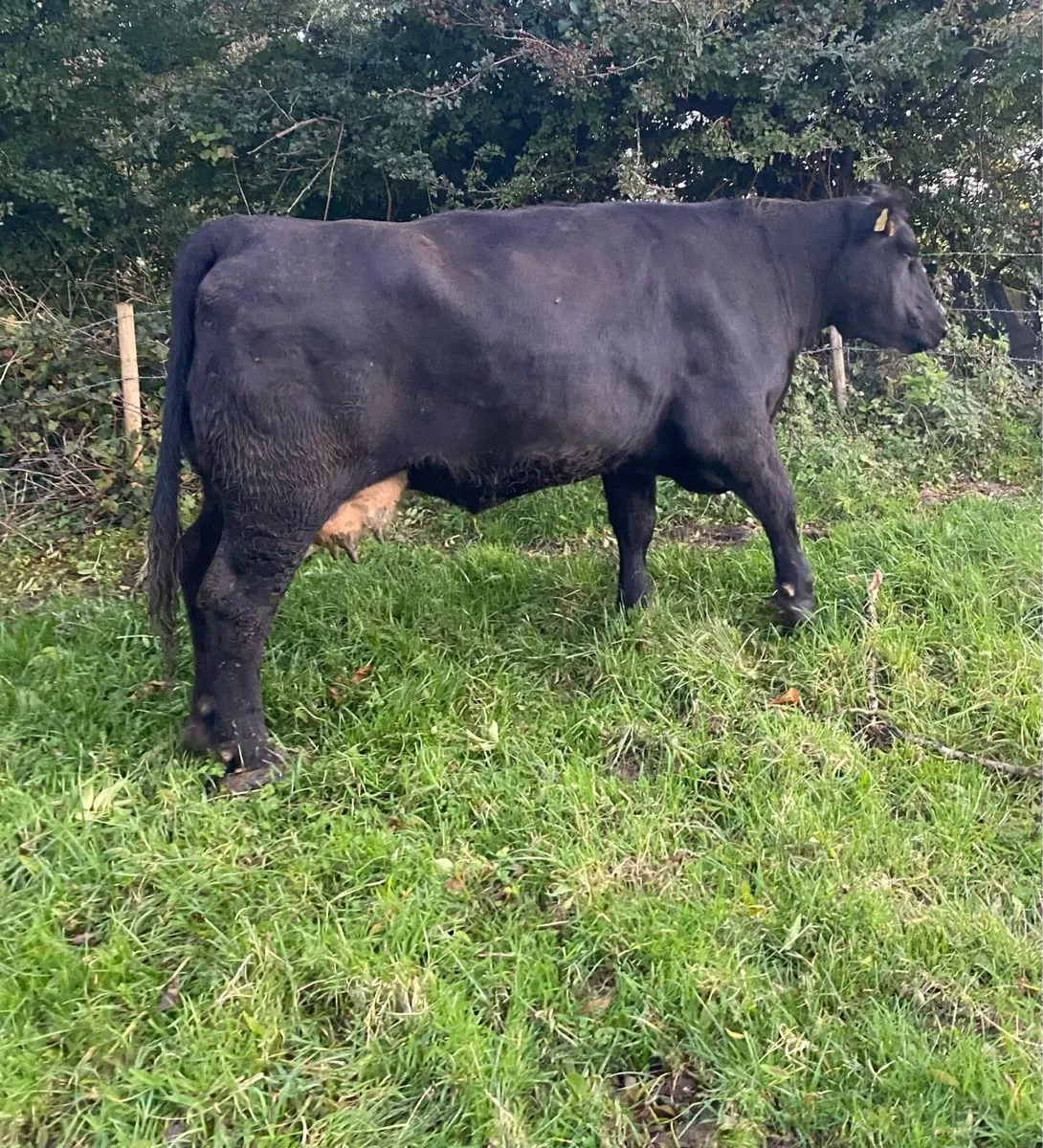 ⭐️Smashing Second Calving Cow⭐️ - Image 3