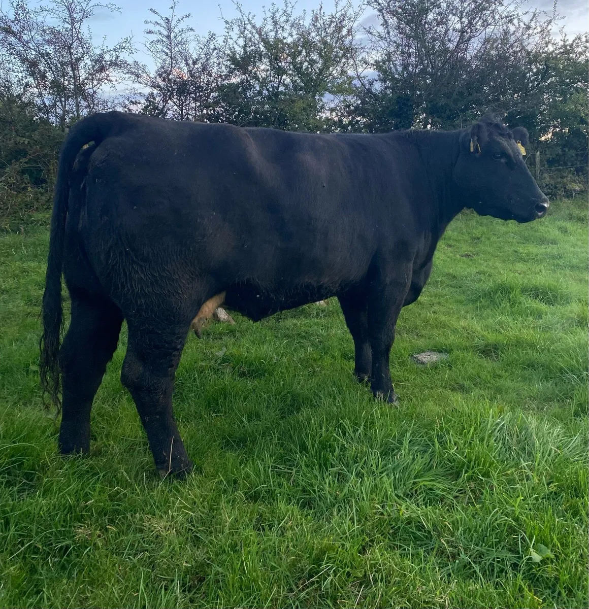 ⭐️Smashing Second Calving Cow⭐️ - Image 4