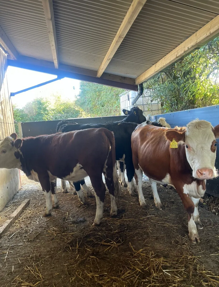 4 smashing 360kg heifers - Image 1