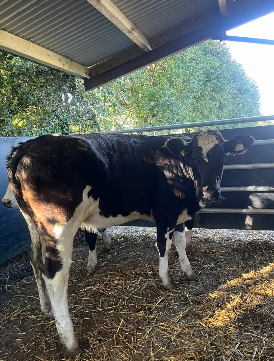4 smashing 360kg heifers - Image 2