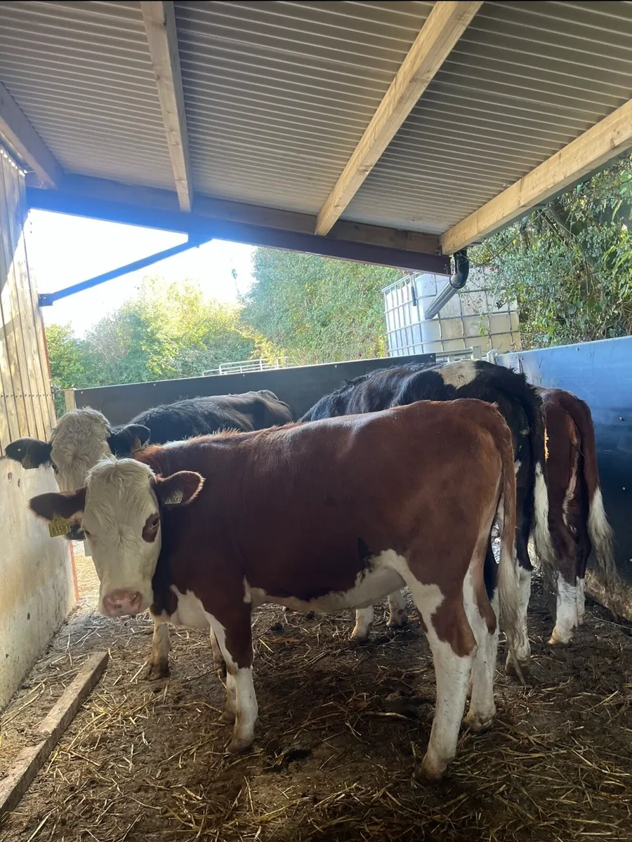 4 smashing 360kg heifers - Image 3