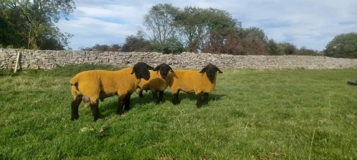 Sheep - Image 1
