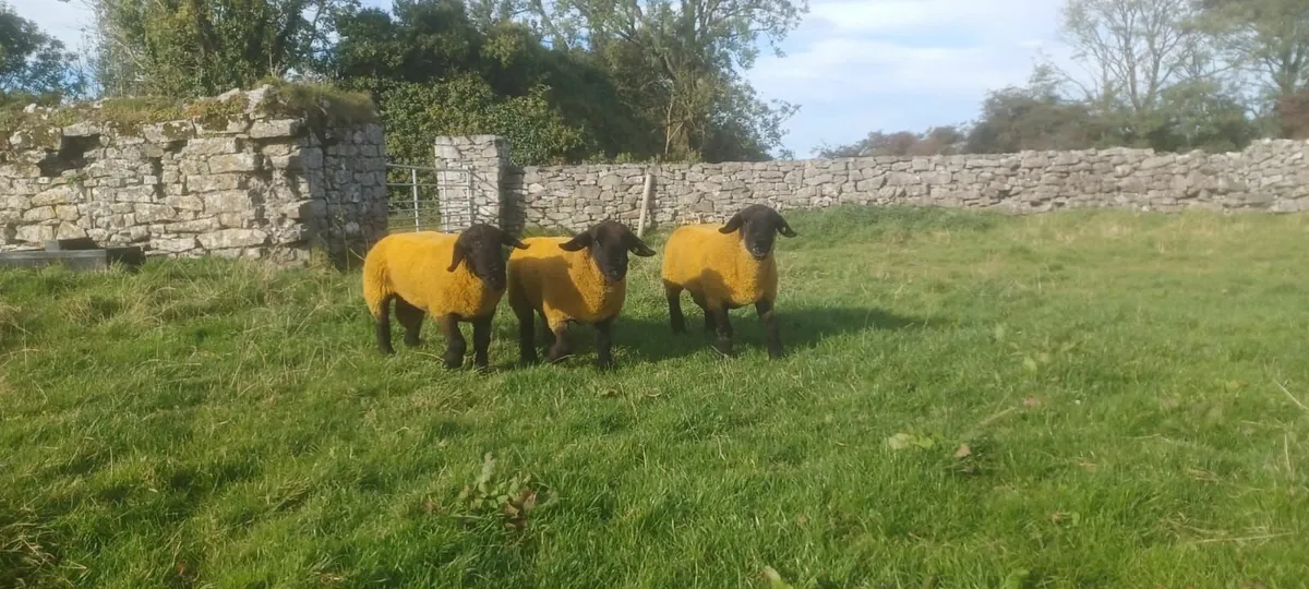 Sheep - Image 2