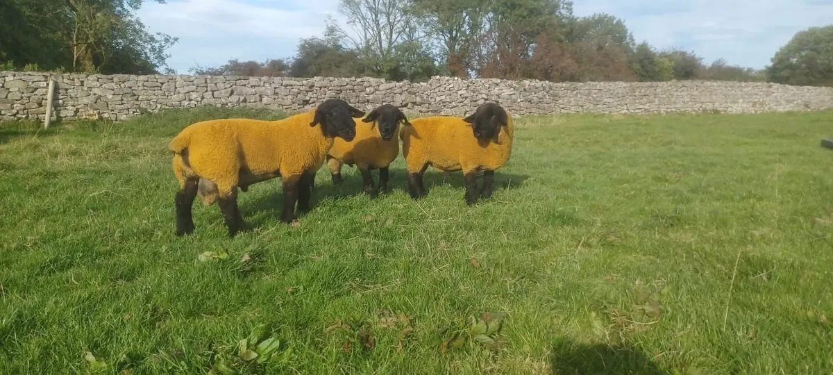 Sheep - Image 3