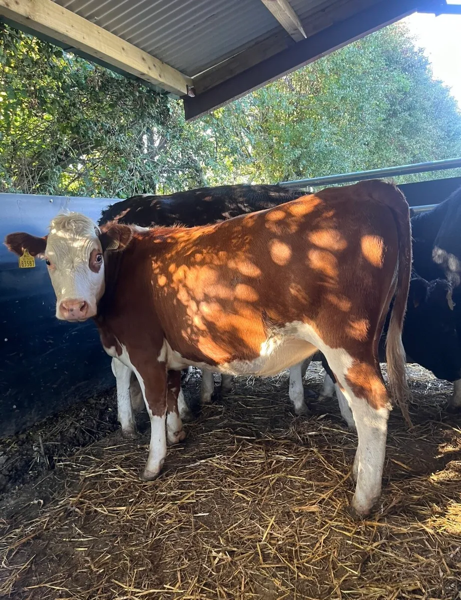 4 smashing 360kg heifers - Image 4