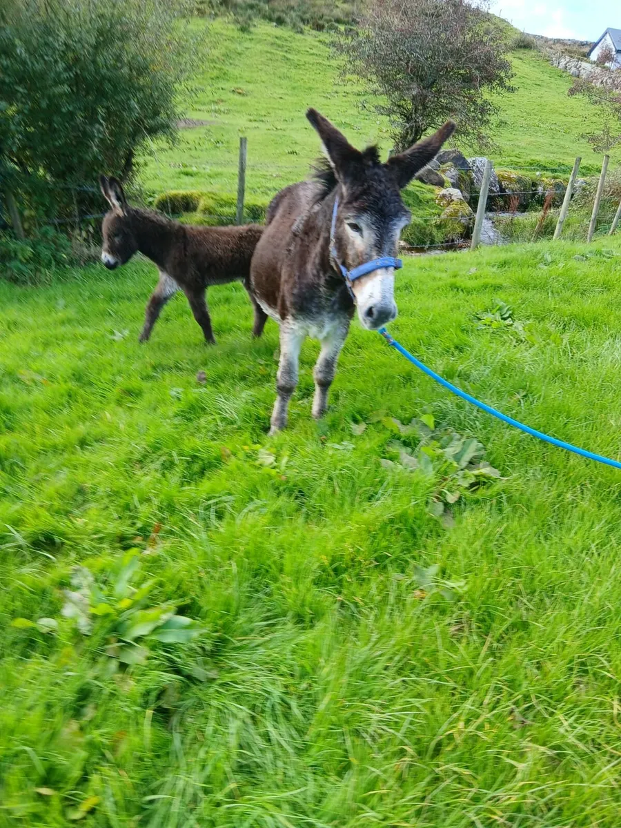 Mare Donkey - Image 3