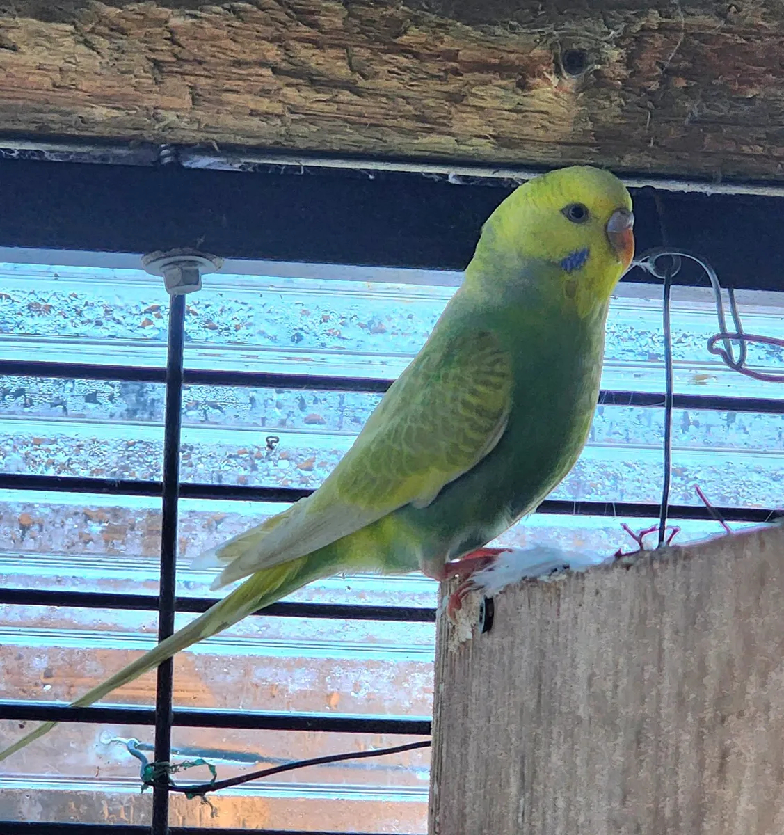 Buddies and cocatale (hen) with cage for sale - Image 1