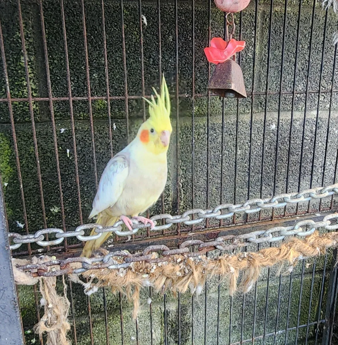 Buddies and cocatale (hen) with cage for sale - Image 2
