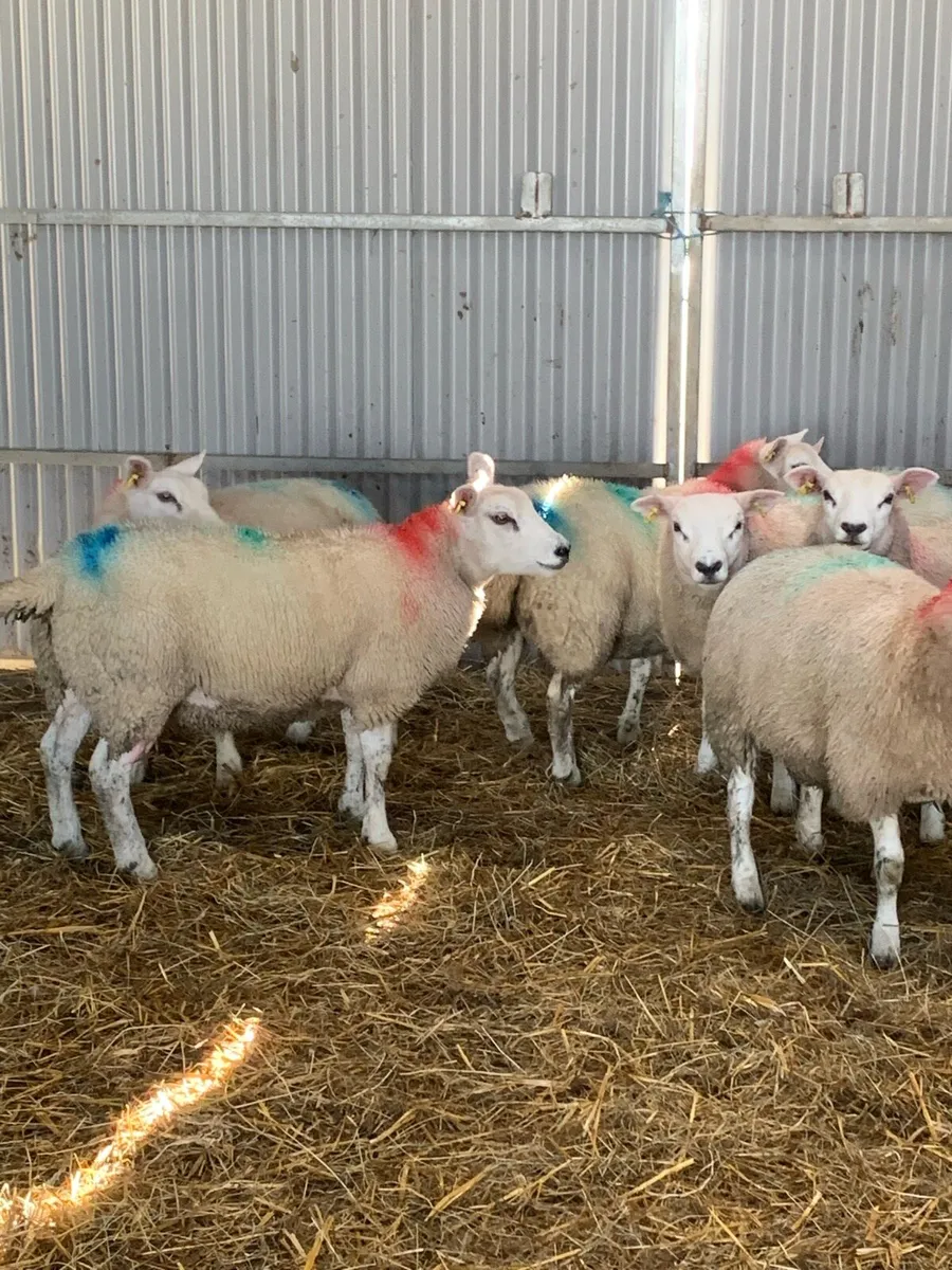 🏆Ewe lambs🏆 - Image 2