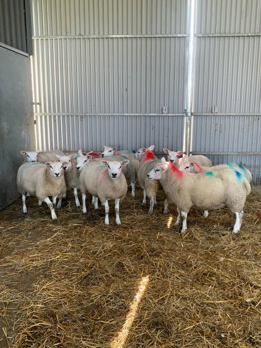🏆Ewe lambs🏆 - Image 3