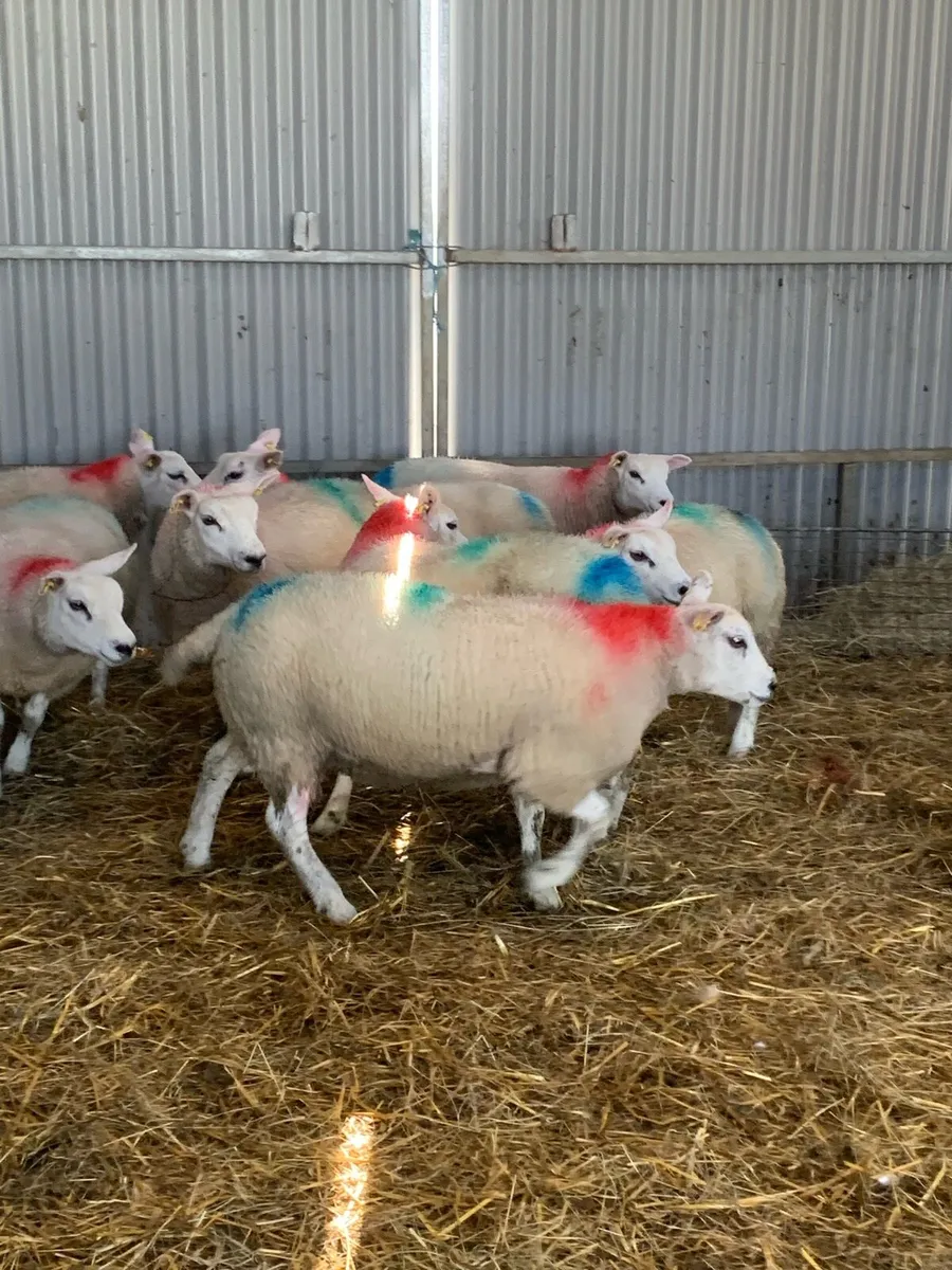 🏆Ewe lambs🏆 - Image 4