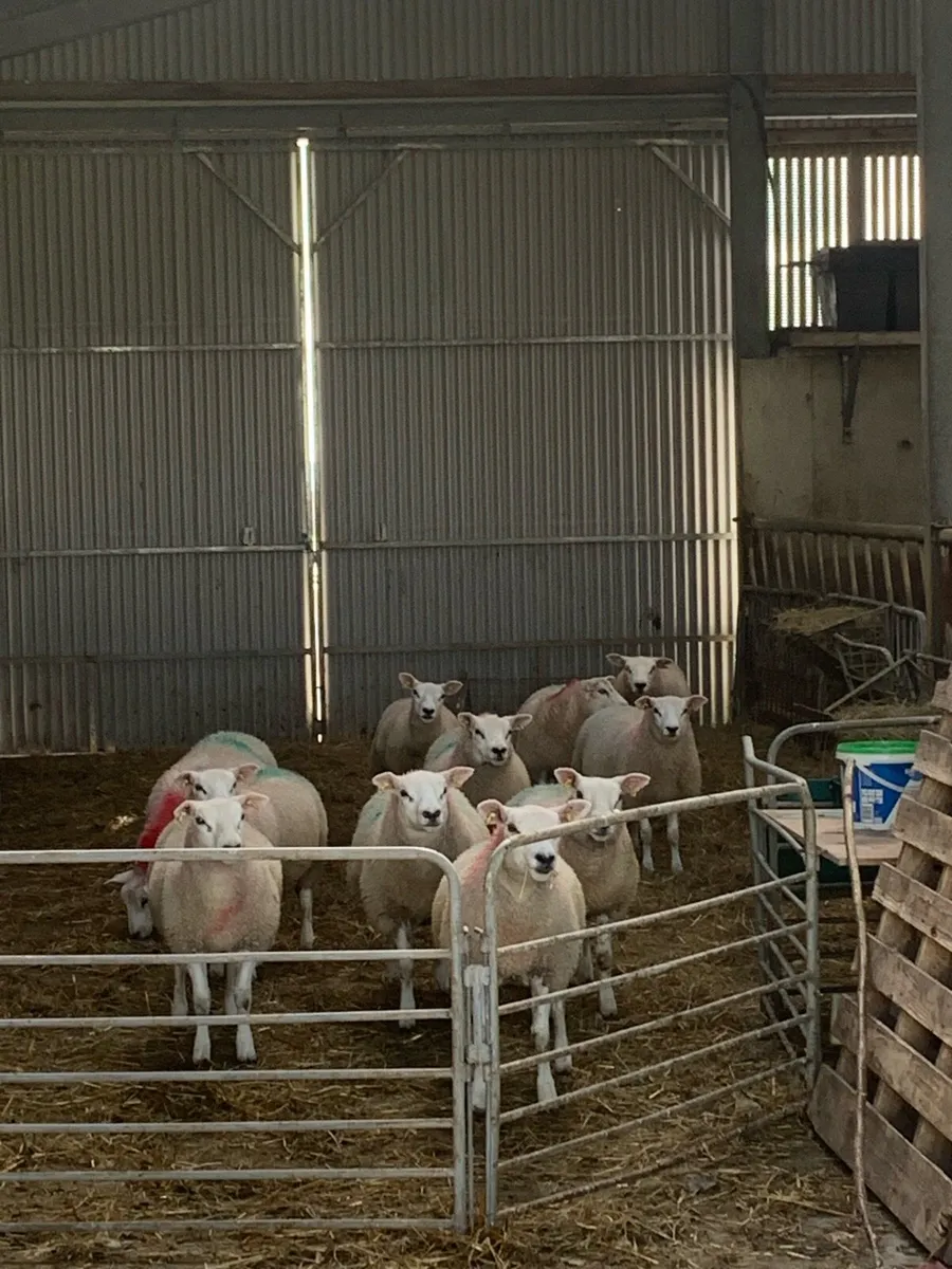 🏆Ewe lambs🏆 - Image 1