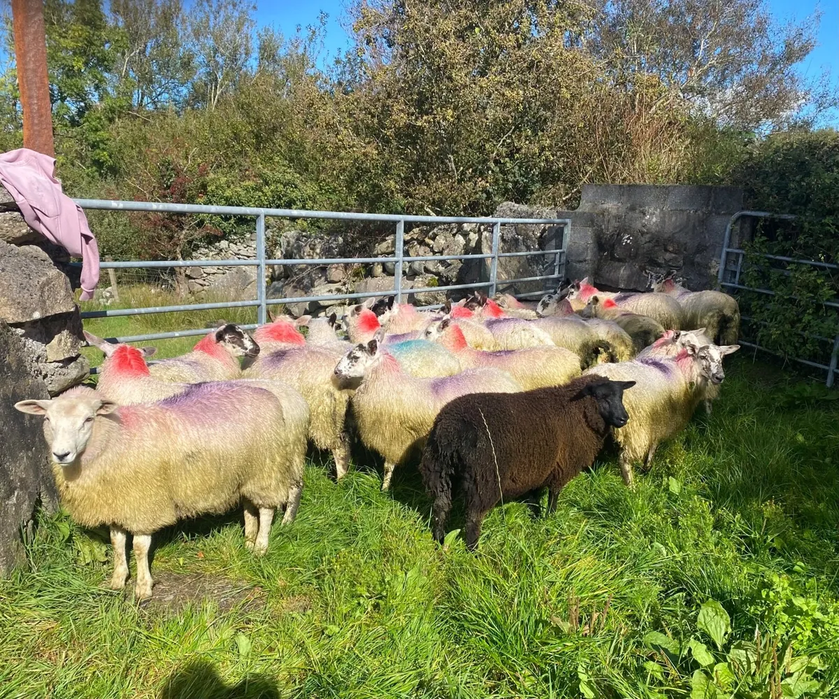 20 Mixed Ewe Lambs - Image 1