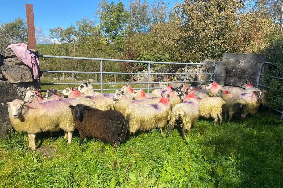 20 Mixed Ewe Lambs - Image 3