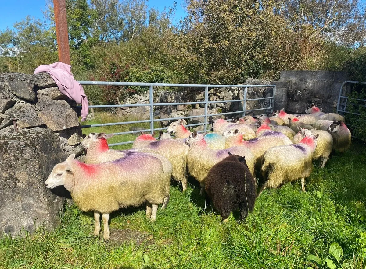 20 Mixed Ewe Lambs - Image 4